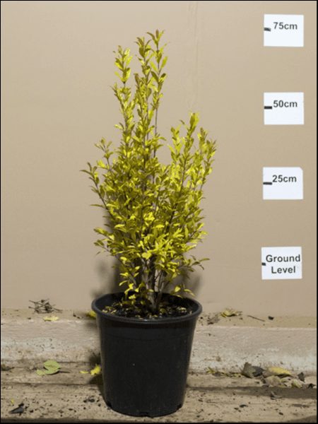 A Punica 'Wonderful' Pomegranate 10" Pot stands against a beige wall, with height markers at ground, 25 cm, 50 cm, and 75 cm. This vibrant pomegranate plant reaches slightly above the 75 cm mark.