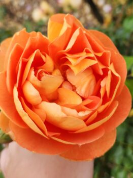 orange buff roses pat austin david austin