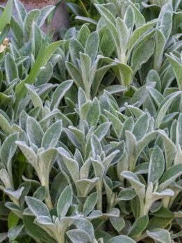 In a garden setting, a dense growth of fuzzy, gray-green lamb's ear leaves pairs beautifully with the vibrant Hebe 'Orphan Annie' 8" Pot.