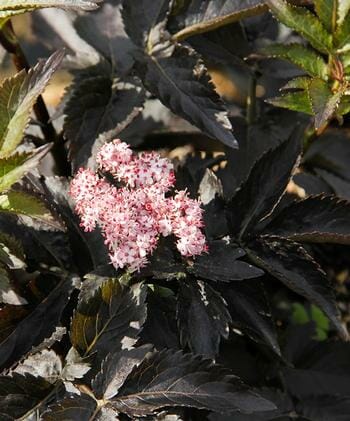 Clusters of small pink flowers nestle among dark green serrated foliage, thriving elegantly in an 8" pot. The Sambucus 'Black Tower' enhances any garden with its graceful presence.