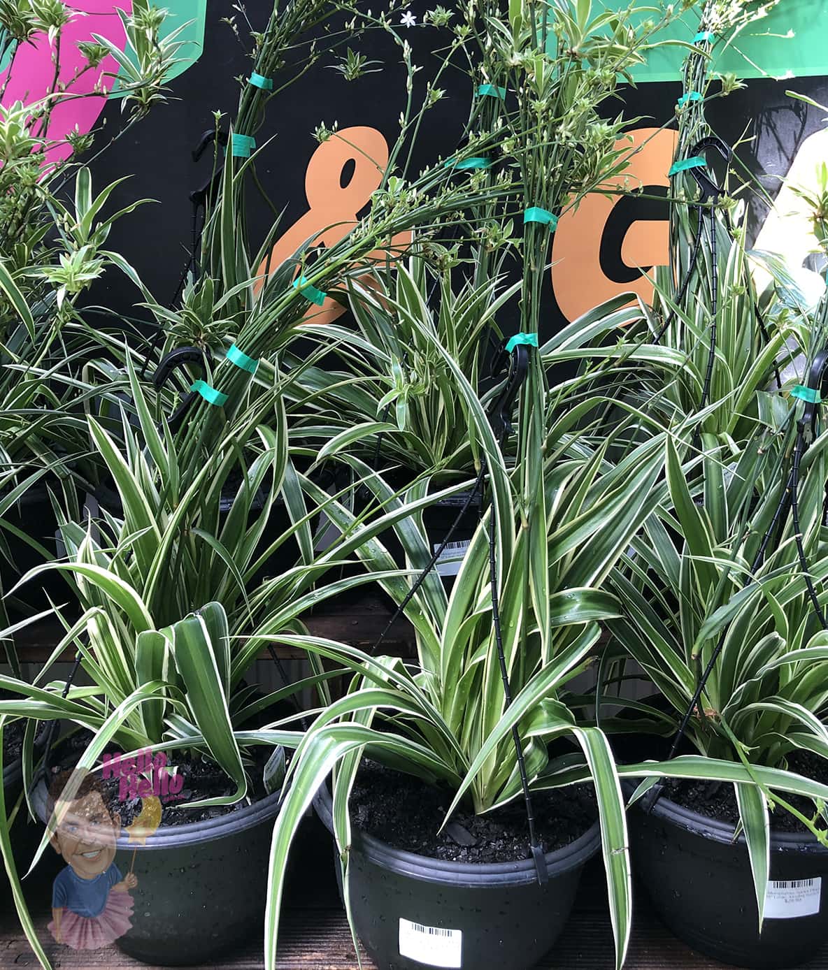 The Chlorophytum 'Spider Plant' 10" Large Hanging Basket features long, green and white striped leaves and arching stems, making it ideal for a striking display against any colorful background.