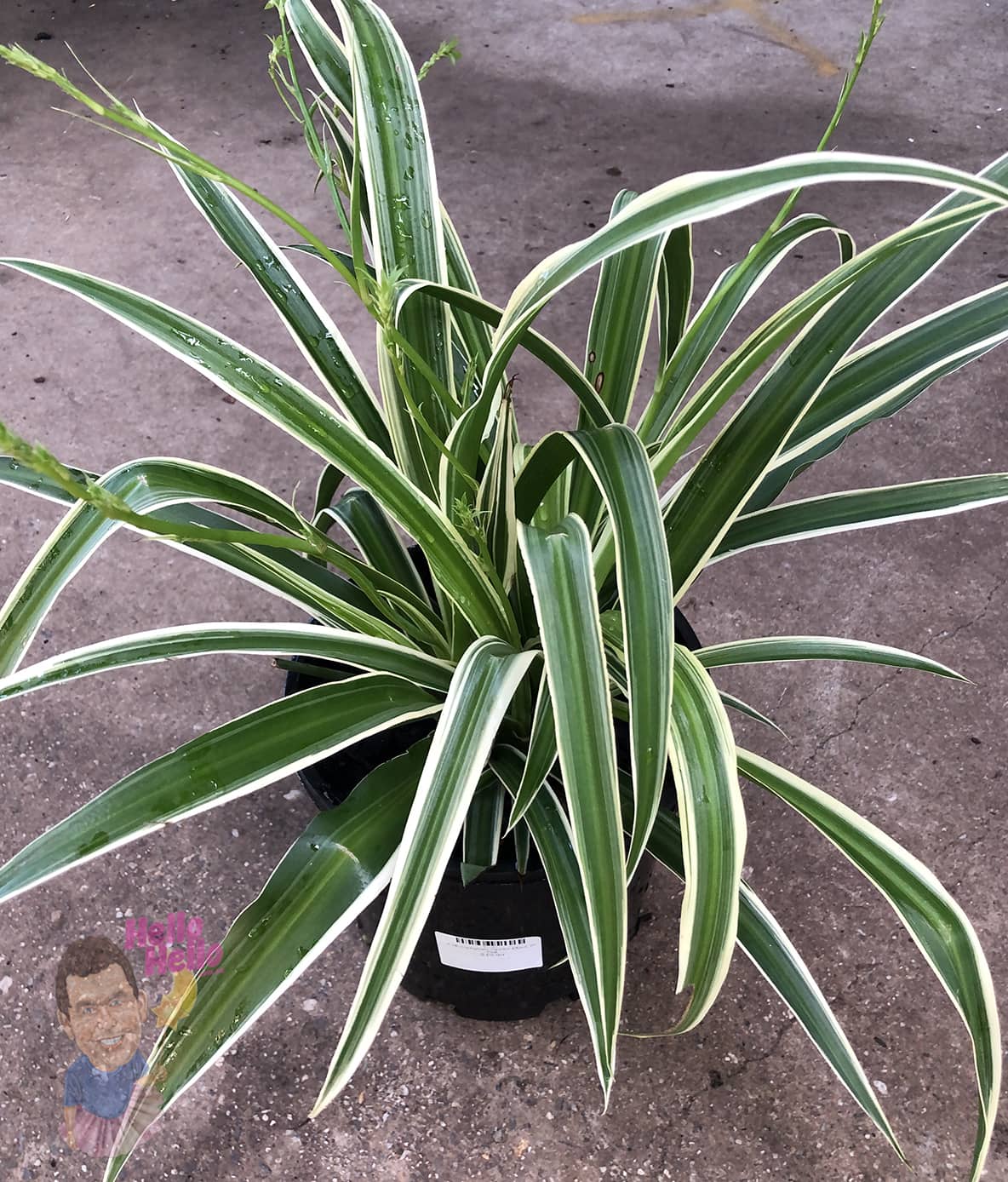 The Chlorophytum 'Spider Plant' in a 10" large hanging basket features long, slender green leaves edged in white and is perfect for displaying on any surface.