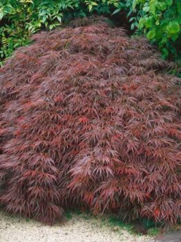 A dense bush of cascading reddish-purple leaves from the Acer 'Stella Rossa' Japanese Maple 13" Pot, surrounded by various green foliage on a gravel patch.