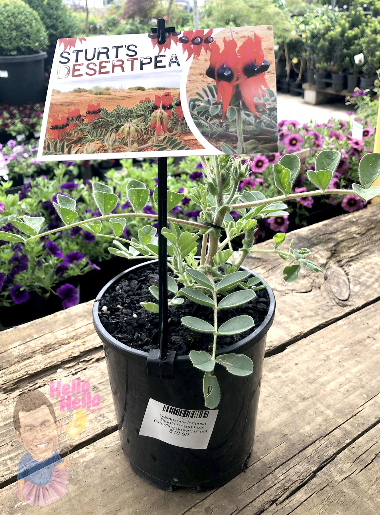 Swainsona 'Sturt's Desert Pea' 6" Pot, featuring a label with its iconic red flowers, displayed on a wooden surface in a garden center.