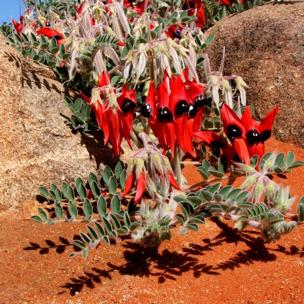 Swainsona 'Sturt's Desert Pea' 6" Pot