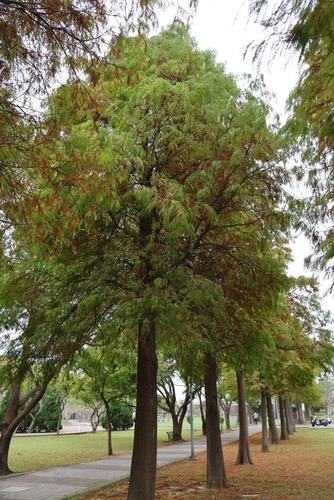A row of tall Taxodium 'Bald/Swamp Cypress' trees with lush green foliage in a park, under an overcast sky.