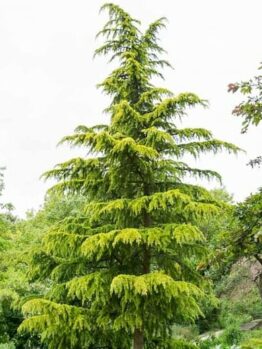 The Cedrus 'Himalayan Golden Cedar' Tree, available in a 10" pot, stands proudly as a tall evergreen with dense green foliage suitable for any garden setting.