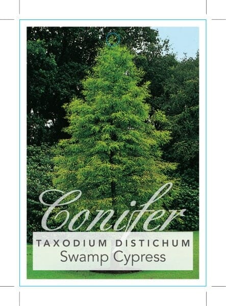 A Taxodium 'Bald/Swamp Cypress' in an 8" pot stands in a grassy area with dense green foliage in the background.