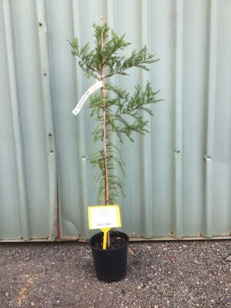 A Taxodium 'Bald/Swamp Cypress' in an 8" pot, with a slender trunk and sparse branches, is tagged and displayed on gravel in front of a corrugated metal wall.