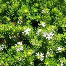 The Westringia fruticosa 'Flat n Fruity' 6" pot boasts a lush bush with small white flowers and dense green foliage, ideal for enhancing any space's natural charm.
