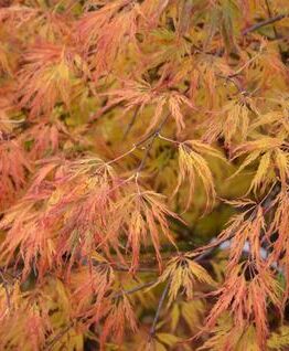 Close-up of Acer 'Lemon Lime Lace' Japanese Maple branches in a 12'' pot, displaying orange and yellow leaves that showcase autumn foliage.