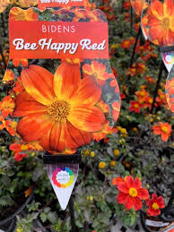 Bidens 'Be Happy Red' 6" Pot - Image 5