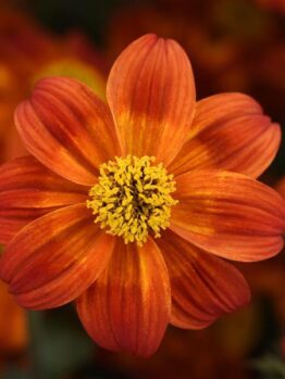 A vibrant orange Bidens 'Be Happy Red' 6" Pot features elongated petals and a cheerful yellow center, set against a blurred backdrop of similar blooms.