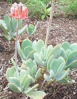 The Cotyledon 'Pig's Ear' Succulent in a 6" pot flourishes with its green leaves and tall stem of pink bell-shaped flowers amidst a garden's brown soil and scattered leaves.