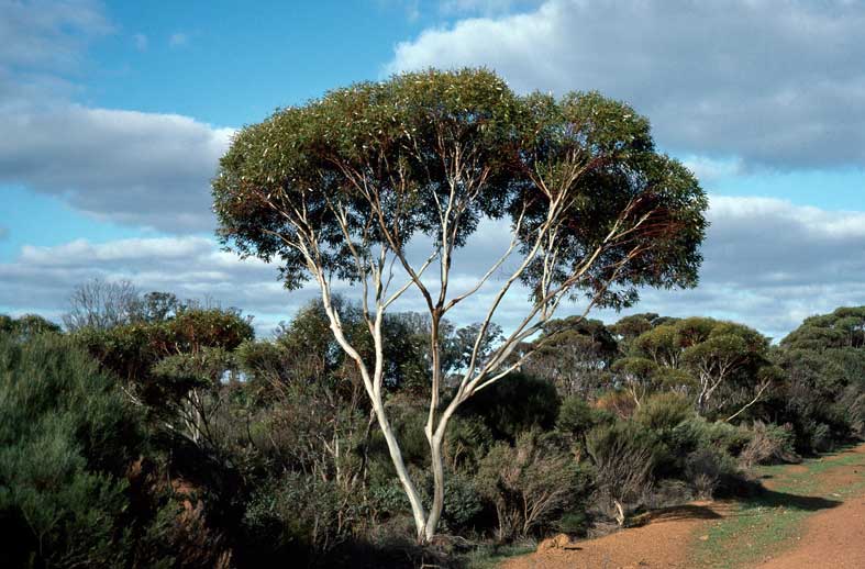 Eucalyptus albida 'White Leaved Mallee' 6" Pot features a tall tree with a smooth white trunk and dense, rounded canopy—perfect for adding height and texture to your garden.
