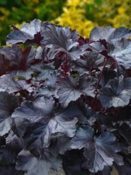 In a garden, the Heuchera 'Black Pearl' Coral Bells from a 6" pot features striking dark purple lobed leaves, creating contrast against blurry green and yellow foliage.