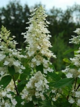 Hydrangea 'Kyushu' blossoms thrive in an 8" pot, their white blooms strikingly contrasting with lush green leaves against a blurred tree-filled backdrop.