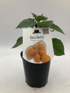 Physalis 'Inca Berry' 6" Pot, labeled with a photo of bright orange berries and the text “Inca Berry Physalis peruviana.”.