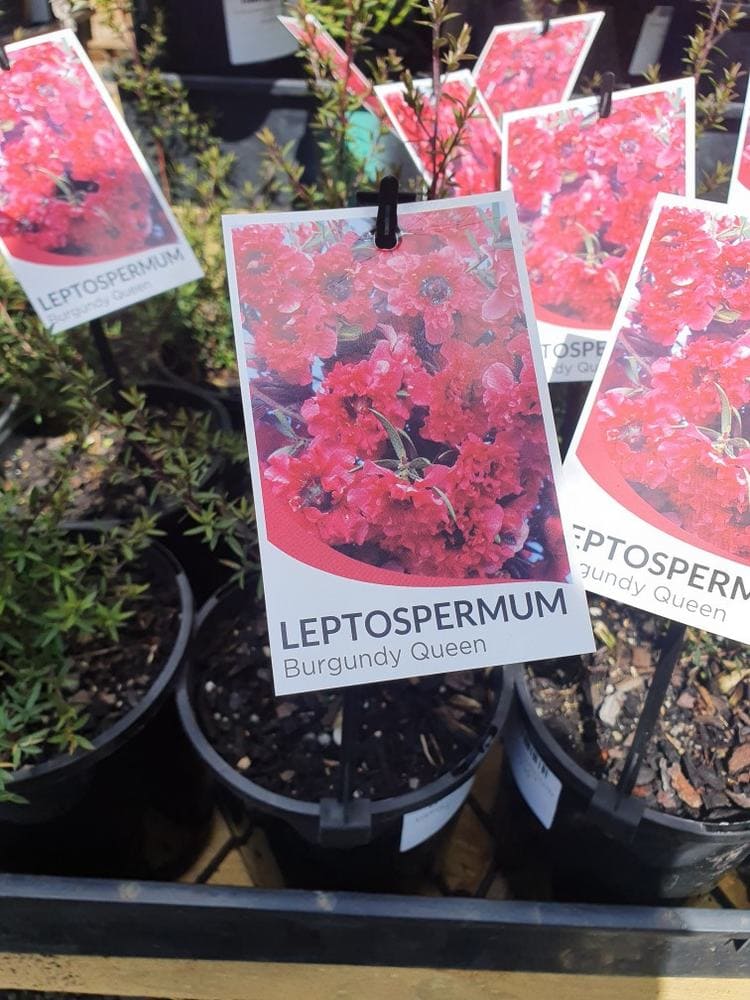 Several Leptospermum 'Burgundy Queen' Tea Tree 6" Pot plants with tags displaying bright red flower images.