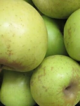 A delightful display of Malus 'Mutsu' (Crispin) Apple 8" Pot highlights their vibrant green hue.