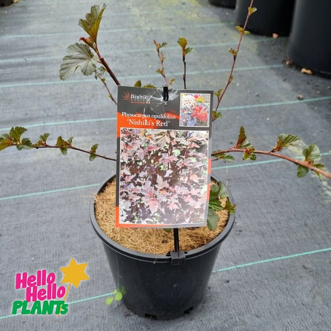 Physocarpus 'Red' Ninebark 8" Pot - Image 3