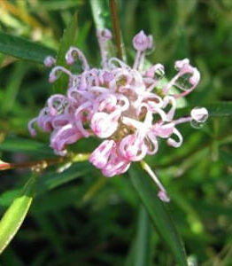 Close-up of a Grevillea 'Pink Midget' PBR flower featuring curled petals and slender green leaves, grown in a 6" pot, displayed in a garden setting.