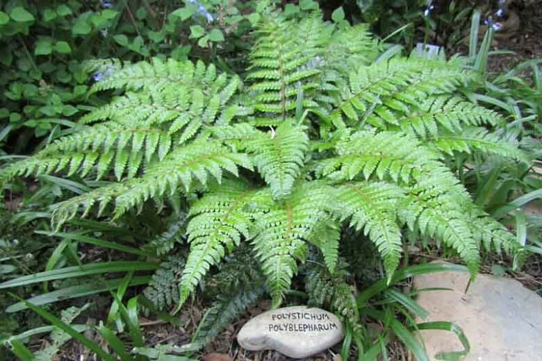 A Polystichum 'Japanese Tassel Fern' in a 6" pot, with finely divided green fronds, grows in a garden beside a stone labeled “Polystichum Polyblepharum.”.