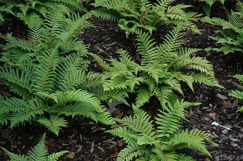Polystichum 'Japanese Tassel Fern' in a 6" pot features feathery green fronds that thrive in shaded areas, filling the ground with lush growth when planted in dark mulch.