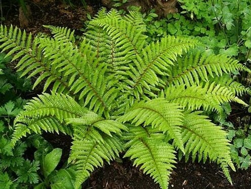 The Polystichum 'Japanese Tassel Fern' in a 6" pot features lush, arching green fronds and thrives in dark soil among other foliage.