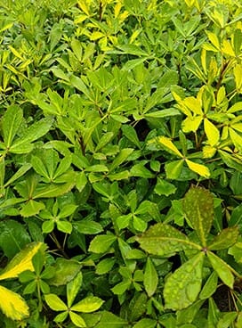 Close-up of the Pseudopanax 'Gold Splash' in an 8" pot displays dense green and yellow five-pointed leaves, glistening with droplets that hint at recent rain.