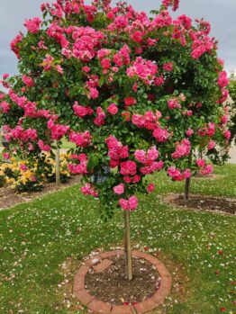 Rosa Our Rosy Carpet Rose Standard pink masses of flowers
