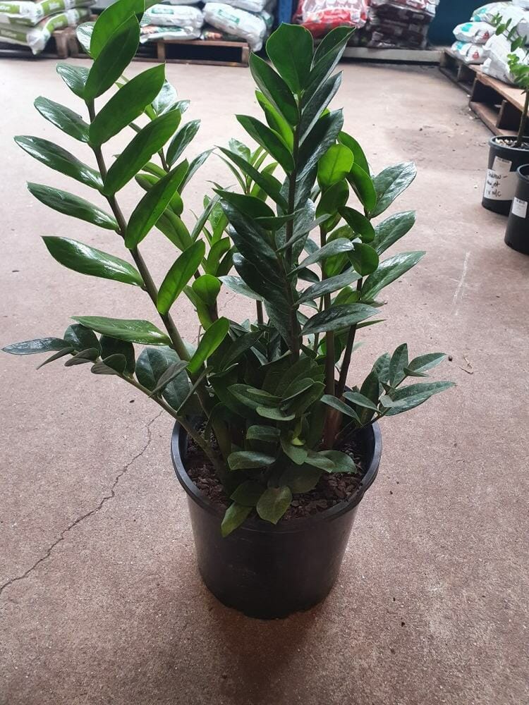 A Zamioculcas 'Zanzibar Gem' 8" Pot with glossy, dark green leaves is displayed on a concrete floor in a garden supply section.