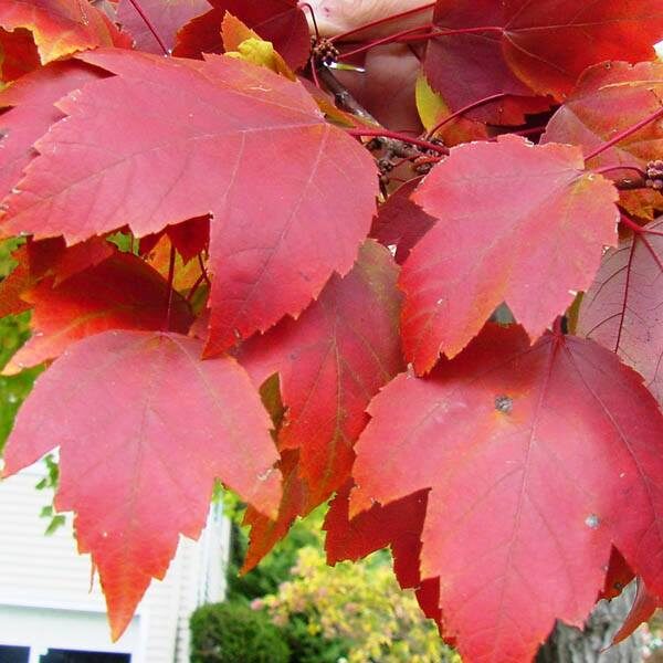 The Acer 'April Splendour' Red Canadian Maple in a 13" pot showcases its graceful beauty with bright red leaves on a branch, contrasted by green foliage in the background.