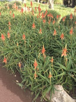 A cluster of Aloe 'Topaz' PBR, featuring long green leaves and tall spikes with orange-red flowers, creates a striking display in the garden.