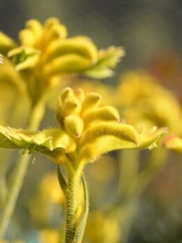Close-up of Anigozanthos 'Bush Zest™' Kangaroo Paw flowers, showcasing vibrant yellow blooms on green stems, set against a blurred background.