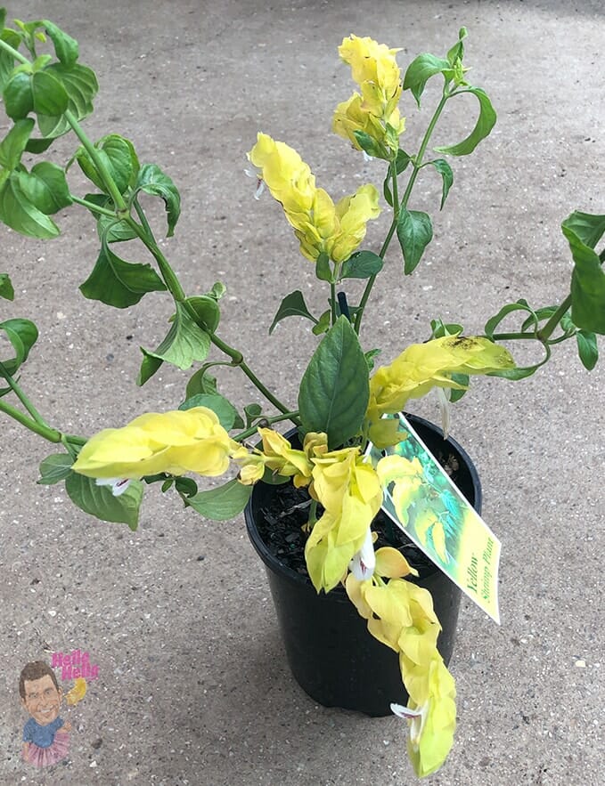 Justicia 'Shrimp Plant' Lutea 6" Pot - Image 2