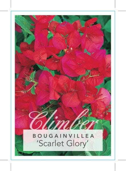 Bougainvillea 'Scarlet Glory' 6" Pot - Image 2