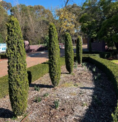 A row of four tall, narrow hedges grows in a landscaped garden area on a sunny day, with Lantana montevidensis 'Trailing Lantana' 6" Pot adding vibrant color. Trees without leaves and evergreen shrubs are visible in the background.