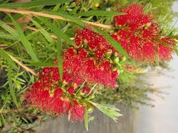 Callistemon 'Shannon' Bottlebrush 6" Pot - Image 2