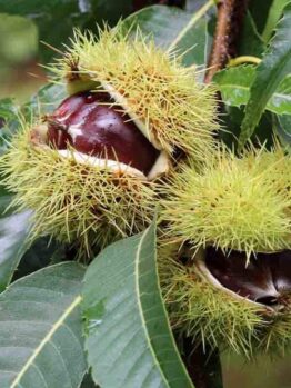 The spiky green husks of the Castanea 'April Gold' Chestnut in a 13" pot feature chestnuts peeking out, their shiny brown surfaces contrasting with the surrounding verdant leaves.