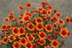 Coreopsis 'Desert Coral' 6'' Pot - Image 4
