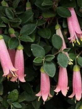 Correa 'Pink Mist' in a 6" pot thrives with pink tubular flowers and green leaves, elegantly enhancing any space.