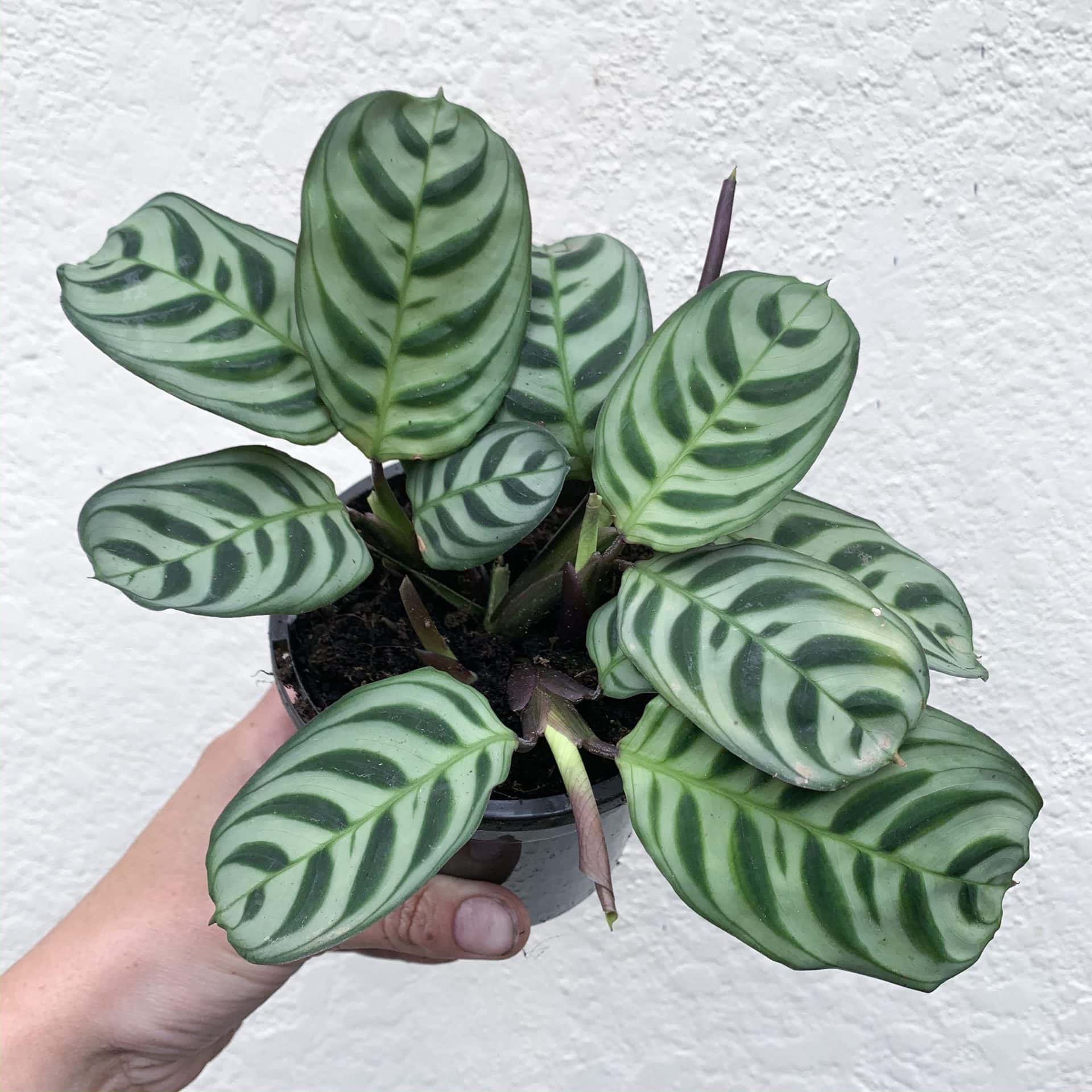 Ctenanthe 'Fishbone/Prayer Plant' - Image 2