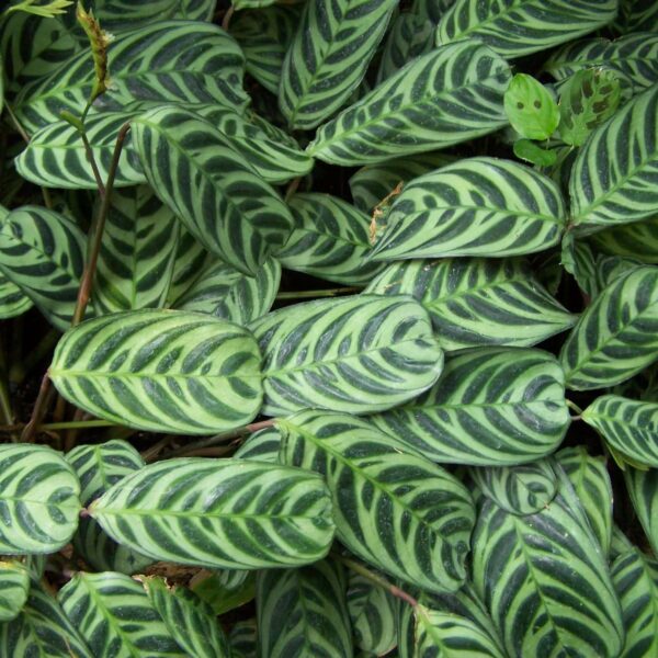 Detailed view of Ctenanthe 'Fishbone/Prayer Plant' leaves displaying dark green stripes and fishbone patterns, filling the entire frame, in a 7" pot.