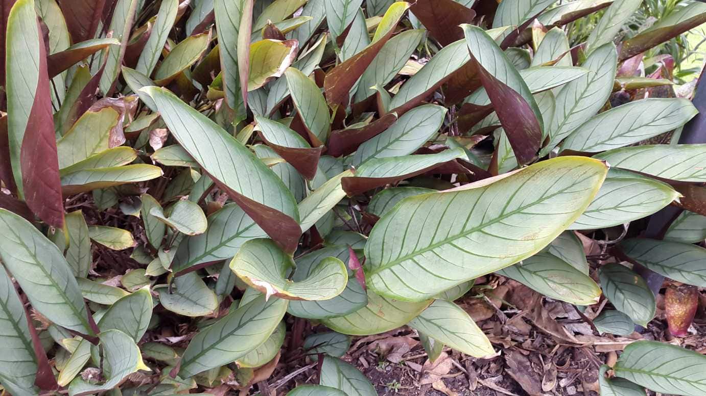 Ctenanthe 'Silver Star' 8" Pot - Image 2