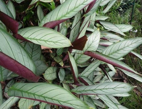 Green leaves with bold dark lines and deep purple undersides, densely packed in a 7" pot, the Ctenanthe 'Silver Star' adds an exotic touch to any natural setting.