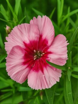 A close-up of Dianthus 'Raspberry Parfait' in a 4" pot shows its vibrant blooms with dark pink centers, surrounded by green leaves and water droplets on the petals.