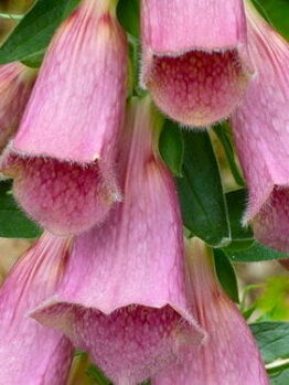 Close-up of Digitalis 'Strawberry Foxgloves' from a 3" pot, highlighting bell-shaped pink blooms amid lush greenery.