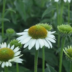 Echinacea 'Sombrero® Blanco' Coneflower 6" Pot - Image 2