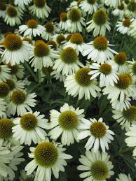 Echinacea 'Sombrero® Blanco' Coneflower 6" Pot - Image 3